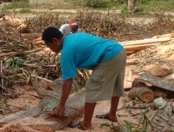 POHON DURIAN DI HGU PERUMAHAN KARYAWAN EMPLASMEN PONDOK PASIR DI TEBANG