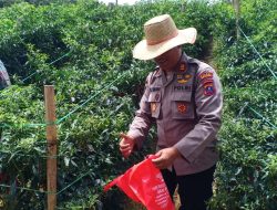Bupati Simalungun dan Kapolres Simalungun Menghadiri Panen Raya Komoditi Cabai Merah di Kabupaten Simalungun