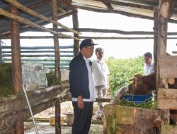 Bupati Humbahas Tinjau Peternakan Sapi di Pollung