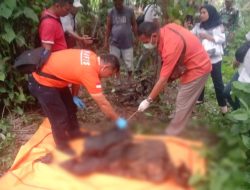 Polsek Perdagangan Evakuasi Pensiunan Karyawan BUMN Ditemukan Meninggal di Kebun Kelapa Sawit Simalungun