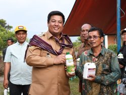 BUPATI SAMOSIR BAGIKAN PUPUK GRATIS DI DESA PARDOMUAN I DAN HUTA TINGGI