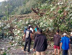 Aksi Heroik Polres Simalungun dan Warga Evakuasi Pohon Tumbang, Lalulintas Kota Wisata Parapat Kembali Lancar