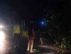 Pohon Mahoni Tumbang Akibat Hujan Deras Personil Penggal Jalan I Pos Yan III Polres Pemtangsiantar Bersihkan Jalan.