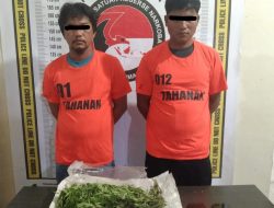 Penangkapan Pengedar Ganja di Perladangan Jeruk, Polres Simalungun Berhasil Amankan 6,5 Ons Ganja