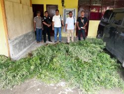 Sat Narkoba Polres Simalungun Berhasil Temukan Ladang Ganja di Dolok Silau