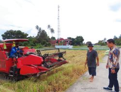 Wakil Bupati Humbahas Kunjungi Petani Padi di Baktiraja