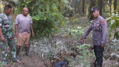 Reaksi Cepat Polsek Tanah Jawa Tangani Penemuan Mayat Pensiunan BUMN di Perkebunan Sawit