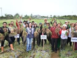 Wakil Bupati Humbahas Junita Rebeka Marbun Panen Bawang Merah