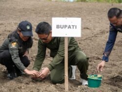 Bupati Humbahas Bersama Kelompok Tani Elim Menanam Kentang