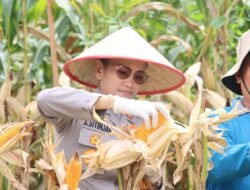 Dukung Program Prioritas Presiden R.I Ketahanan Pangan, Kapolres Pematangsiantar Hadiri Panen Raya