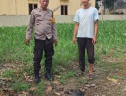 Dukung Ketahanan Pangan, Bhabinkamtibmas Polsek Siantar Selatan Monitor Lahan Kebun Jagung Warga Binaan