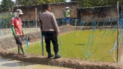 Polsek Siantar Marihat Sambangi Warga Tanam Bibit Padi Dukung Ketahanan Pangan