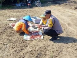 Dukung Ketahanan Pangan, Bhabinkamtibmas Polsek Siantar Martoba Sambangi Warga Binaan Manfaatkan Ladang