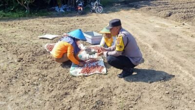 Dukung Ketahanan Pangan, Bhabinkamtibmas Polsek Siantar Martoba Sambangi Warga Binaan Manfaatkan Ladang