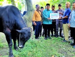 Bupati Simalungun Didampingi Kapolres Dan Kajari Serahkan Hewan Qurban Dari Presiden RI