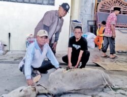 Tingkatkan Kebersamaan dan Kerukunan di Hari Raya Idul Adha, Bupati Simalungun Serahkan Hewan Qurban ke Masjid Raya Taqwa Parapat