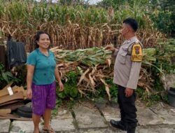 Polsek Siantar Marihat Sambangi Warga Manfaatkan Ladang Dalam Mendukung Ketahanan Pangan.