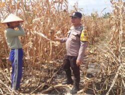 Dukung Ketahanan Pangan, Polsek Siantar Marihat Sambangi Warga Tanami Jagung