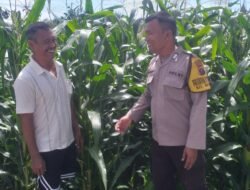 Dukung Ketahanan Pangan, Polsek Siantar Selatan Sambangi Warga Tanam Jagung