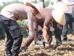 Polres Pematangsiantar Laksanakan Penanaman Jagung Serentak Kuartal III 