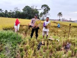 Dukung Ketahanan Pangan, Polsek Siantar Marihat Sambangi Warga Panen Padi