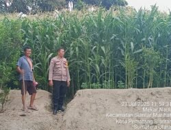Sambangi Warga Tanam Jagung Cara Polsek Siantar Timur Dukung Ketahanan Pangan Di Wilkumya