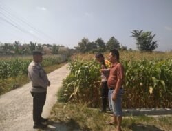 Dukung Ketahanan Pangan, Polsek Siantar Selatan Sambangi warga Pemilik Tanaman Jagung