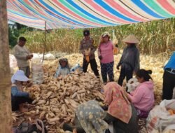 Dukung Ketahanan Pangan, Polsek Siantar Martoba Dampingi Warga Panen Jagung