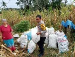 Dukung Ketahanan Pangan, Polsek Siantar Marihat Panen Jagung Bersama Warganya