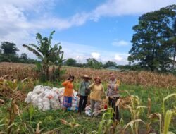 Dukung Ketahanan Pangan, Polsek Siantar Selatan Sambangi Warga Panen Jagung