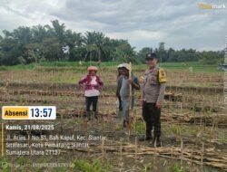 Dukung Swasembada Pangan, Polsek Siantar Martoba Sambangi Warga Tanam Jagung
