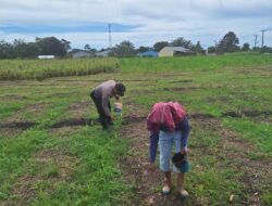 Dukung Ketapang, Polsek Siantar Marihat Sambangi Warga Sedang Pupuk Tanaman Jagung