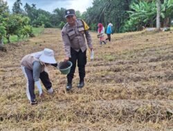 Dukung Ketapang, Polsek Siantar Marihat Sambangi Warga Tanam Jagung
