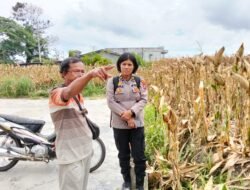 Dukung Ketapang, Wakapolsek Siantar Marihat Sarankan Petani Jual Ke Bulog Hasil Panen