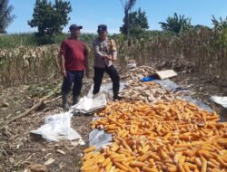 Dukung Ketapang, Polsek Siantar Utara Sambangi Warga Panen Jagung
