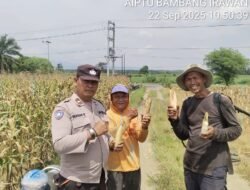 Polsek Serbalawan Dukung Program Ketahanan Pangan, Bhabinkamtibmas Sambangi Petani Jagung di Tapian Dolok