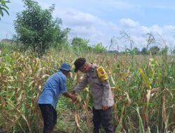 Dukung Ketapang, Polsek Siantar Marihat Monitor Perkembangan Jagung Warganya
