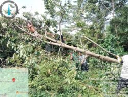 Polsek Siantar Marihat Bersihkan Material Rumah Terkena Pohon Tumbang