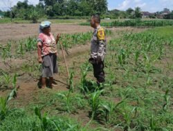 Dukung Ketapang, Polsek Siantar Marihat Sambangi Warga Bersihkan Lahan Jagung di Jalan Pattimura