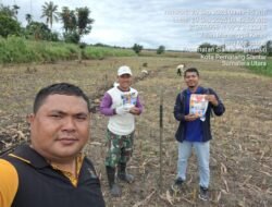 Dukung Program Pemerintah, Polsek Siantar Marihat Sambangi Warga Tanam Jagung di Perladangan