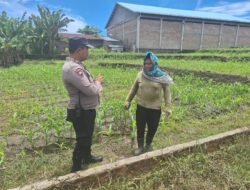 Dukung Ketapang, Polsek Siantar Marihat Sambangi Warga Rawat Tanaman Jagungnya