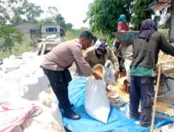 Dukung Ketapang, Polsek Siantar Utara Bantu Warga Panen Jagung