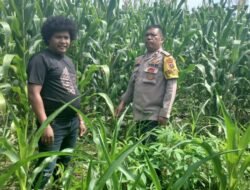 Dukung Ketapang, Bhabinkamtibmas Polsek Siantar Martoba Hadir dilahan Tanaman Jagung
