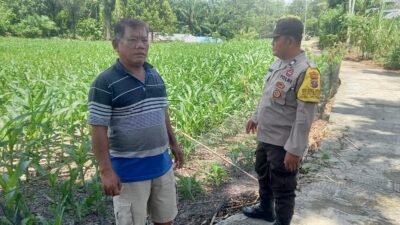 Dukung Ketapang, Bhabinkamtibmas Polsek Siantar Marihat Samban Dilahan Warga