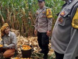 Bhabinkamtibmas Polsek Siantar Timur Sambangi Masyarakat Saat Panen