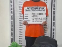 Dari Dalam Gubuk , Polres Pematangsiantar Amankan Pemilik 230 Gram Ganja