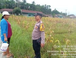 Dukung Ketapang, Polsek Siantar Marihat Sambangi Warganya Di Lahan Jagung