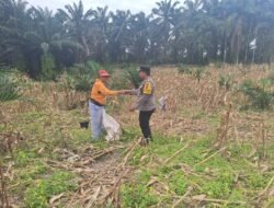 Dukung swasembada Pangan, Polsek Siantar Marihat bersama Warga