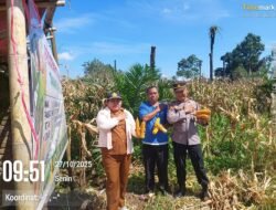 Wujudkan Ketahanan Pangan Nasional, Polsek Tanah Jawa Panen Jagung Program 1 Desa 1 Polisi