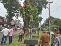 Perantingan Pohon di Pinggir Jalan Asahan Berlanjut: Antisipasi Kecelakaan di Jalan